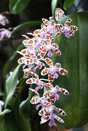 phalaenopsis mariae