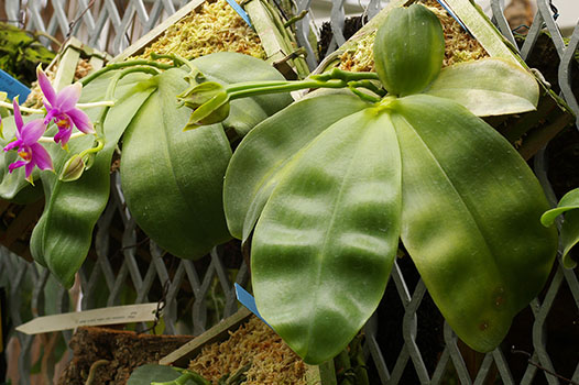 phalaenopsis violacea