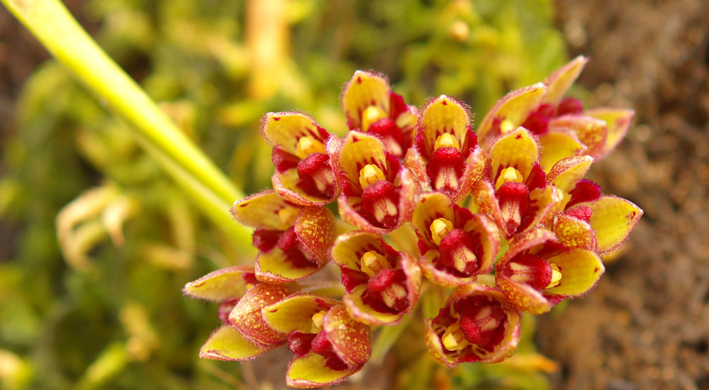 Cyber Wild-Orchid Mart